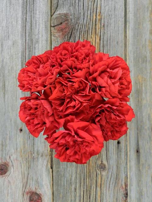 GRANSOLE RED CARNATIONS